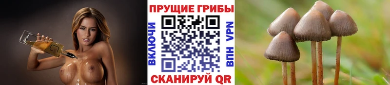 наркошоп Покров Галлюциногенные грибы MAGIC MUSHROOMS